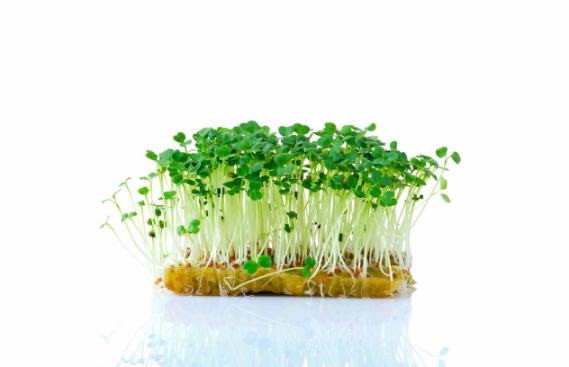 Микрозелень  Рукколы культурной, 100 гр.